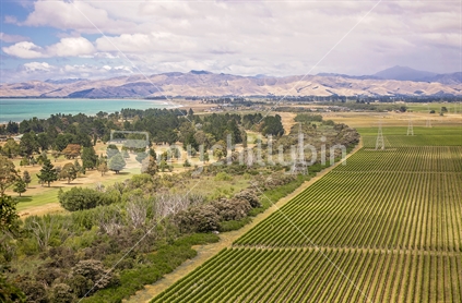 Marlborough.  Rows of grape vines in orderly rows make almost abstract patterns in Marlborough New Zealand while to the left can be seen the turquiose waters of Cloudy Bay and a golf course. In the distance the Wither Hills fade into the summer haze. The pylons carry South Island power to the North