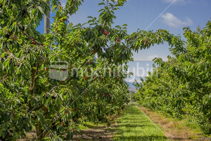 Cherry trees in fruit await picking at a Marlborough cherry farm. Bird protection can be seen above