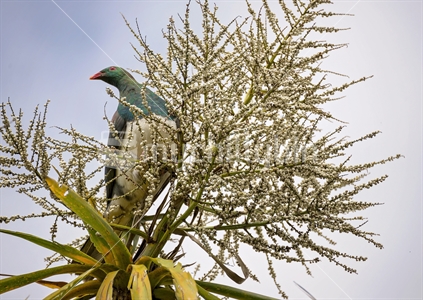 The white fruits of a cabbage tree flower (focus) with a colourful large wood pigeon beyond.