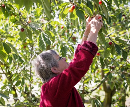 An older woman picking cherries at a "pick your own" cherry orchid near Blenheim