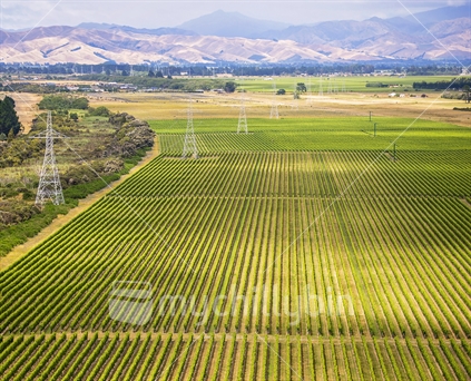 Rows of grape vines in orderly rows make almost abstract patterns in Marlborough New Zealand