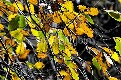 green, yellow and brown leaves on a deciduous tree signify the change of season