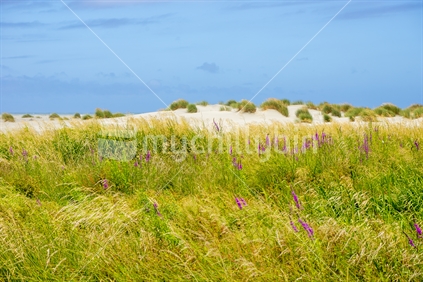 Hokio Beach near Levin in the Manawatu features long almost deserted scenes even on a summer weekend. Focus is on the grasses and wildflowers with the ocean in the background out of focus