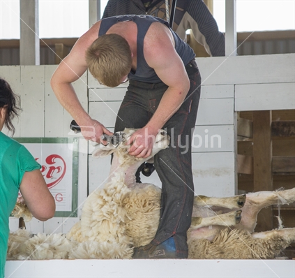 Various scenes from the Levin A&P show in January 2015 featuring show jumping, sheep shearing and animal displays. A strong young man shears a sheep during a heat of the sheep shearing competition