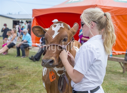 various scenes from the Levin A&P show in January 2015 featuring show jumping, sheep shearing and animal displays. a blonde girl with a brown cow on display