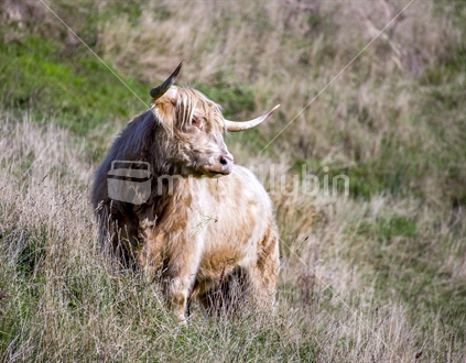 A highland cattle stares curiously at the camera and photographer while standing in a lush field of grass and food.