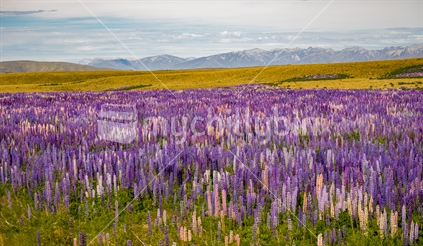 A sea of lupins alongside SH58 in New Zealands McKenzie Basin. All the colours set against the almost desert colorus of the basin, with a backdrop of the Southern Alps