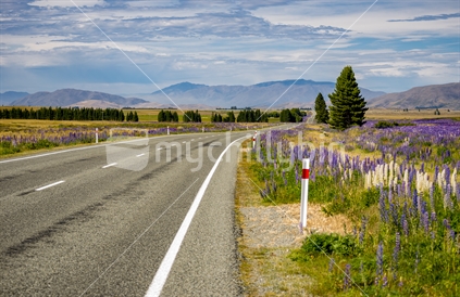 State Highway 8 in the MacKenzie Country showing the road with lupins on each side and looking into the distance at the hills and mountains