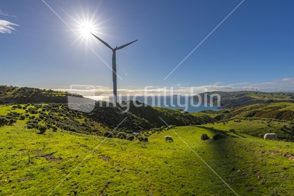 A single wind turbine in Wellington's West Wind Farm partially blocks the sun with one of the blades, The low winter sun shines brightly on the scene with the green grassy hills and grazing sheep providing the backdrop. The blue waters of the Tasman sea can be seen in the distance