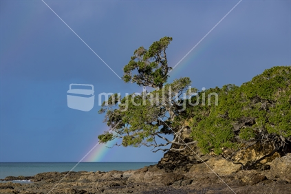 A lovely rainbow from sea to sky frames a pohutakawa tree in a sandy cove at Waipu Cove in Northland