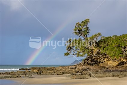 A lovely rainbow from sea to sky frames a pohutukawa tree in a sandy cove at Waipu Cove in Northland