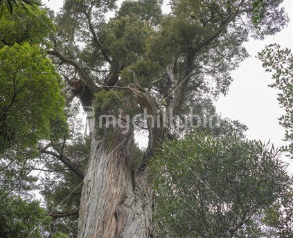 The ancient Totara tree at Peel Forest