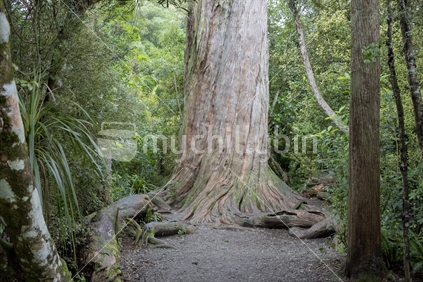 The ancient Totara tree at Peel Forest