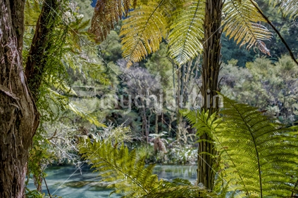 Kawerau river with trees and ferns