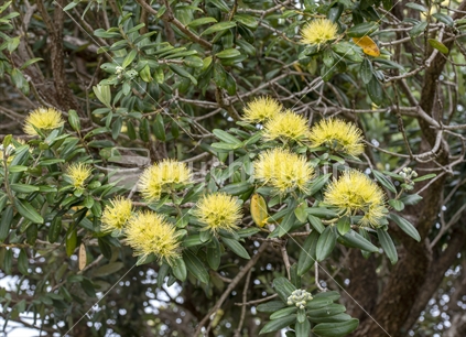 yellow pohutakawa flowers on a tree. Metrosideros excelsa Aurea. Consider a gift by the local Maori people due to its rarity, Found at Waikanae Beach