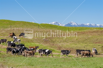 black and white dairy cows in green fields in the Horowhenua area of Manawatu in New Zealand. The snow capped Tararua ranges in the distance