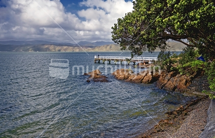 A man fishing from the Karaka Bay jetty in Wellington Harbour, with Pohutukawa trees framing the scene