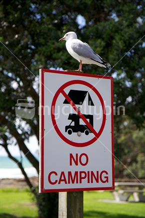No Camping sign at the beach, with a seagull on top.