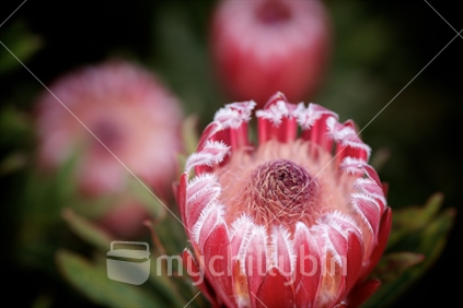 Closeup of a Protea with strong bokeh