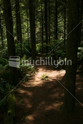 Splashes of light on the forest floor, surrounded by tall Redwood trees