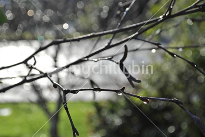 winter, leafless tree, rain drops