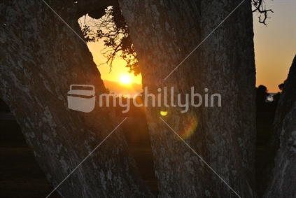 East Coast New Zealand - Sunrise through the limbs of a Pohutukawa tree. 