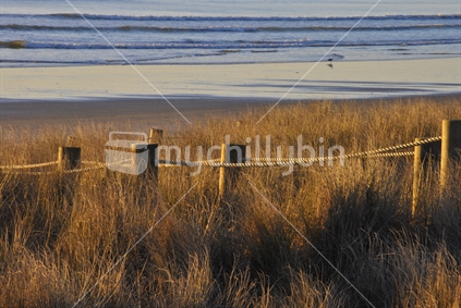 Early morning golden colours among the grasses at Waihi Beach, East Coast, New Zealand.