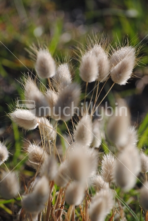 Cottontail fluffy flowers