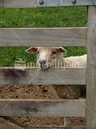 Older lamb looking through the fence, New Zealand.