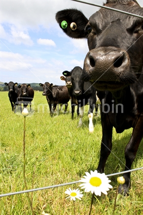 Dairy cows in a paddock of grass.