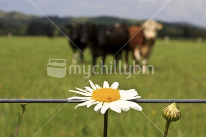 A Dairy cow in a paddock of grass, with foreground focus on a daisy