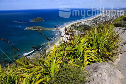 Mount Maunganui View from the top, with foreground flax plants in focus. 