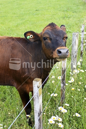 A Dairy cow in a paddock of grass leaning over the fence scratching..