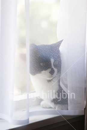 Cat, peeking from behind curtain.