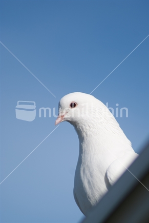 dove on  a roof with a blue background,