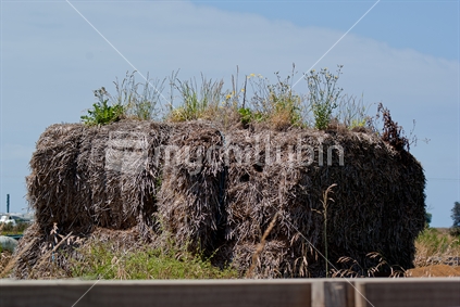 Grass growing on old straw bales