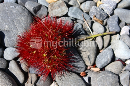 Pohutukawa Flower, New Zealand