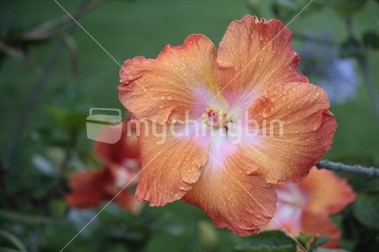 Dew drops on an orange Hibiscus flower