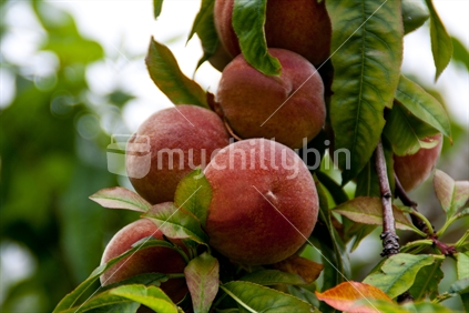 A peach tree branch with fruit