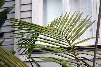 a palm branch with window in the background