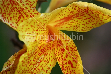 Yellow orchid closeup.