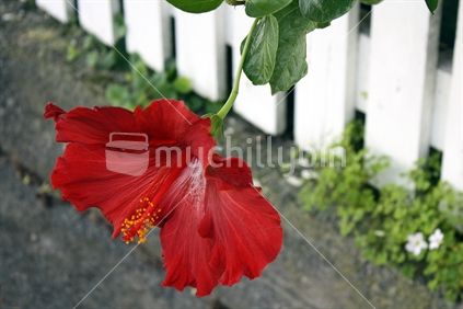 A Hibiscus flower, with diagonal white picket fence in background.