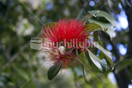 a pohutukawa flower with bokeh background