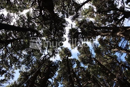 Looking up through the pine trees.