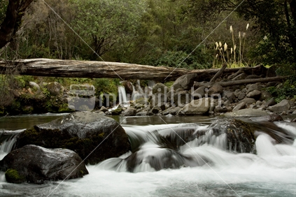 A small river flows through native bush in the central North Island.