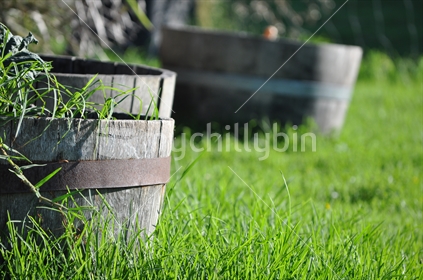 Overgrown new Zealand kikuyu lawn grass in wine barrels