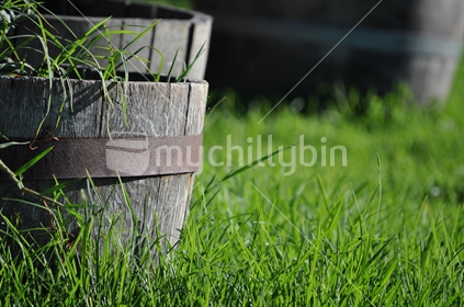 Overgrown New Zealand kikuyu grass, in wine barrels