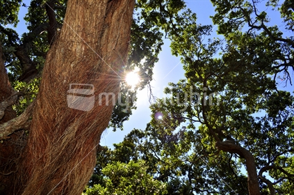 Midday sun through a Pohutukawa tree.