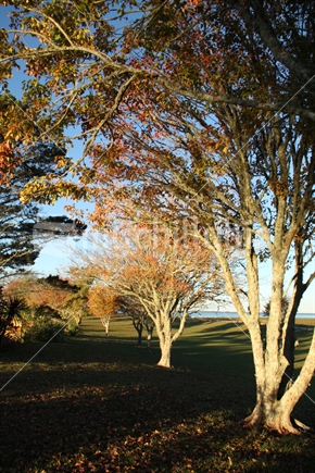 Autumn Trees, Katikati River, New Zealand