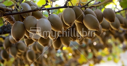 An abundant crop of gold kiwifruit ready for picking and export